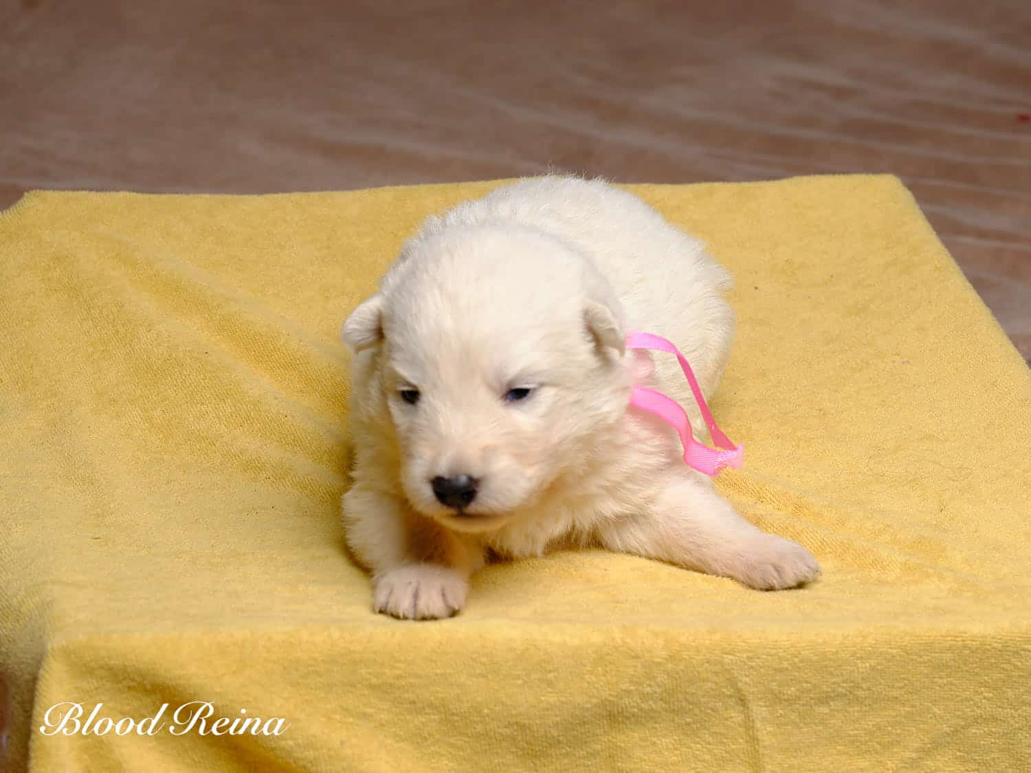 Berger Blanc Suisse adulte LOF