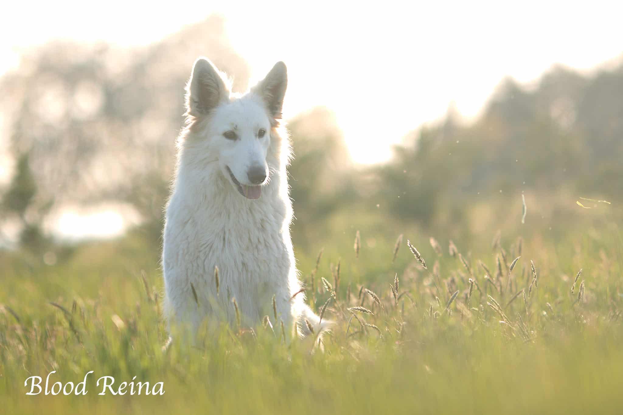 Dépistage génétique du Berger Blanc Suisse