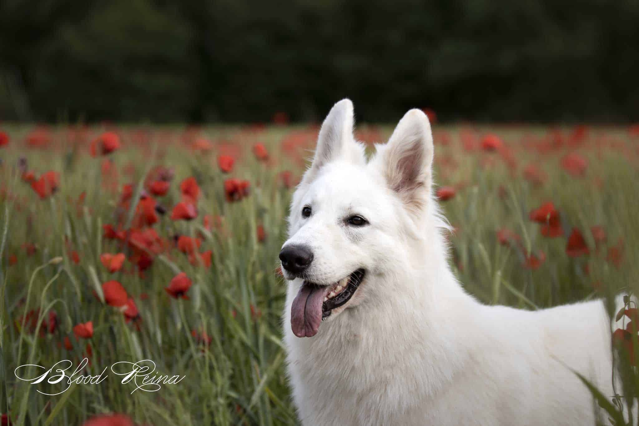 Berger Blanc Suisse tempérament en Provence