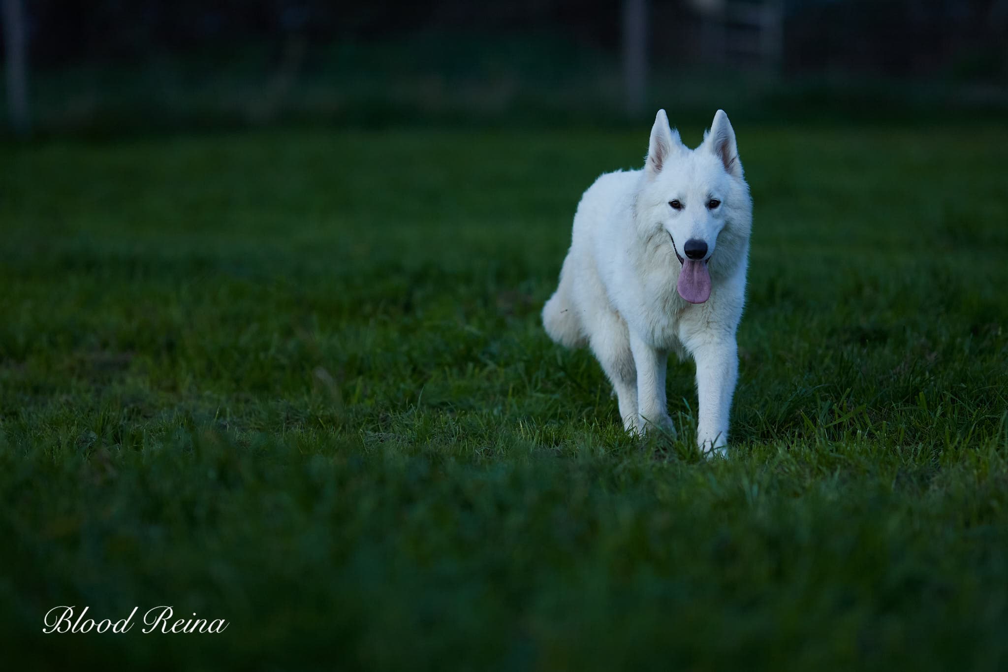 Élevage Berger Blanc Suisse
