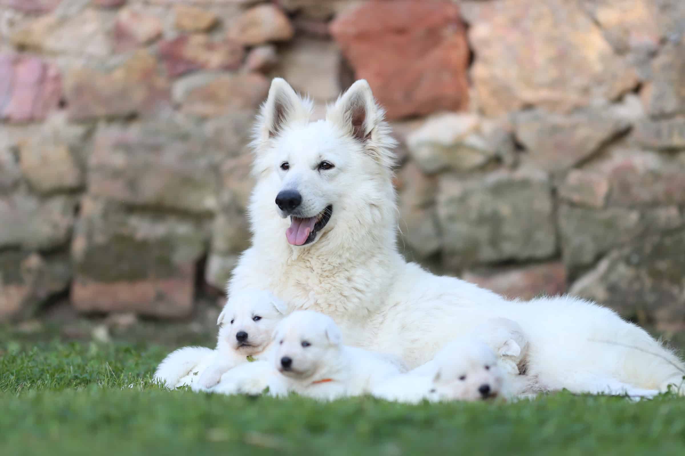 Élevage Berger Blanc Suisse Bloodreina — chiots LOF en famille