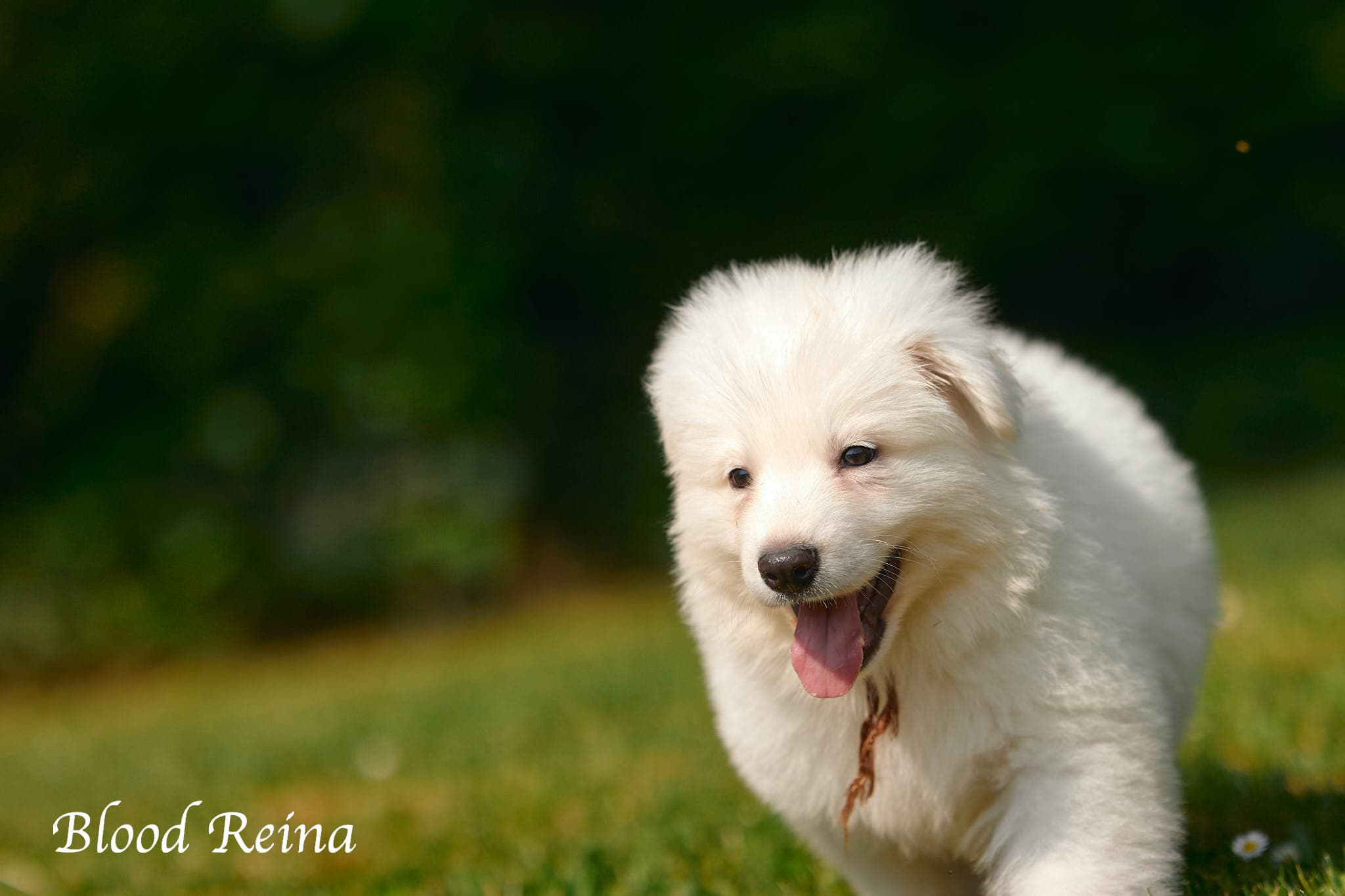 Berger Blanc Suisse élevage Bloodreina