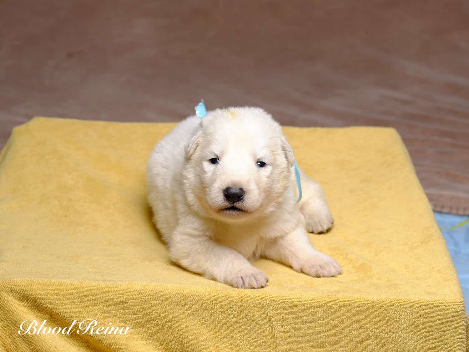 Portée Berger Blanc Suisse