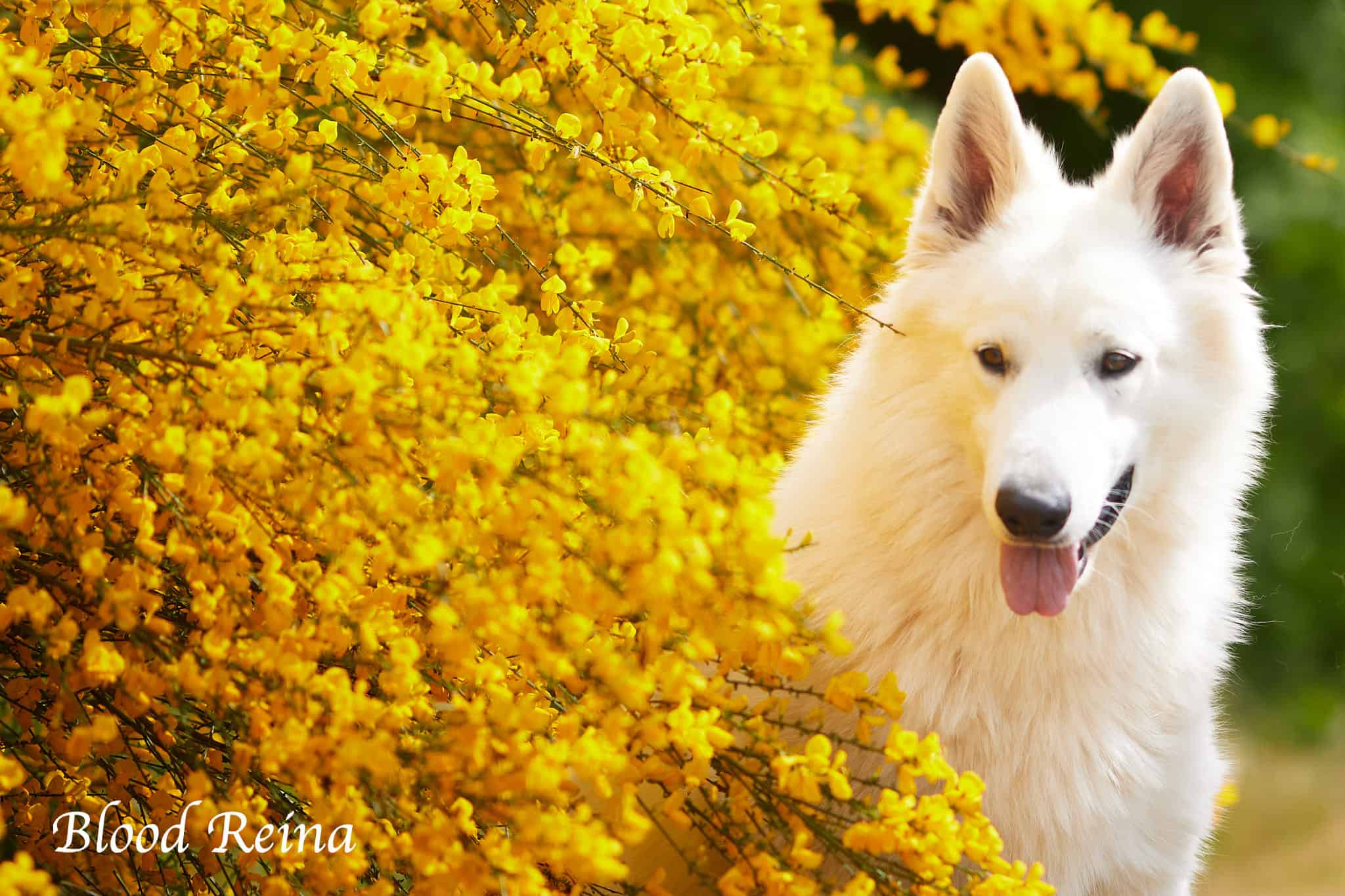 Standard FCI du Berger Blanc Suisse