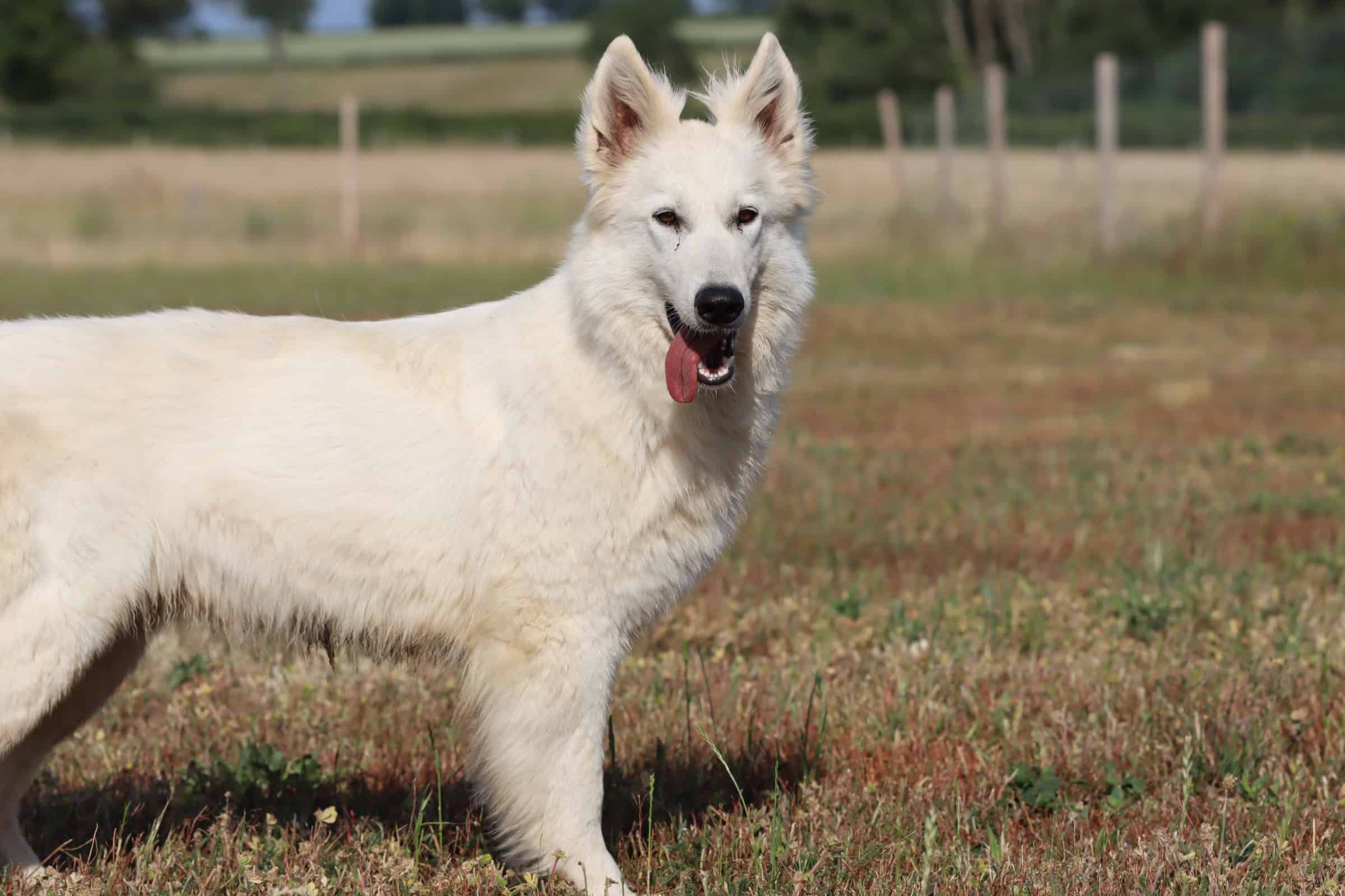 Chiot Berger Blanc Suisse