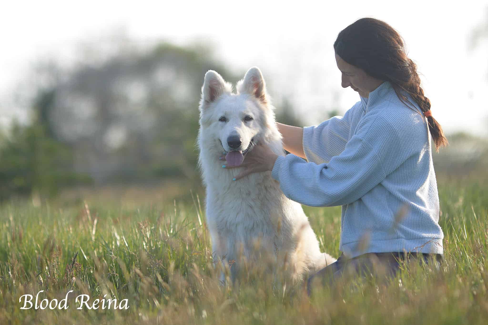 Chiot Berger Blanc Suisse LOF