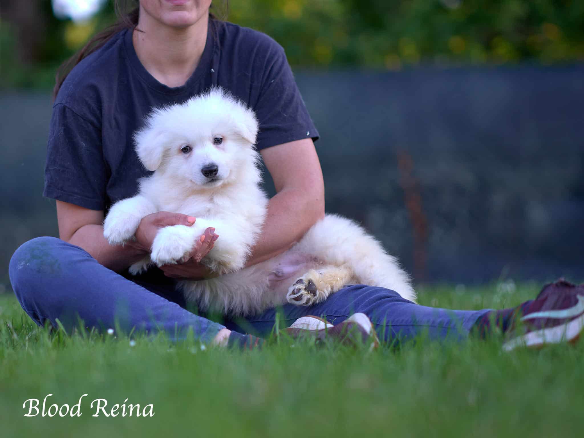 Berger Blanc Suisse — Élevage Bloodreina